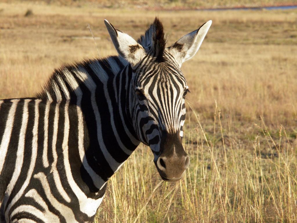 090516_Pilanesberg 285.jpg